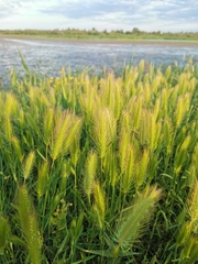 Hordeum marinum