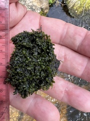 Jubula pennsylvanica