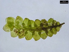 Jubula pennsylvanica