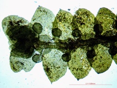 Jubula pennsylvanica