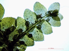 Jubula pennsylvanica