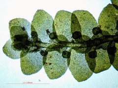 Jubula pennsylvanica