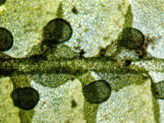 Jubula pennsylvanica