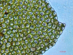 Jubula pennsylvanica