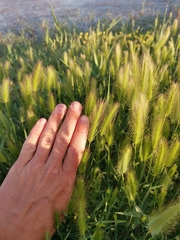 Hordeum marinum
