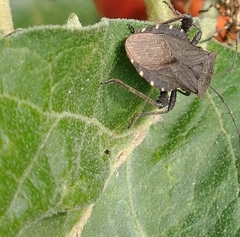 Hemiptera