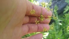 Osmorhiza occidentalis