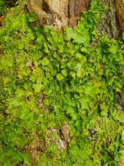 Ricasolia virens