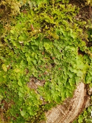Ricasolia virens