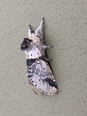 Furcula scolopendrina