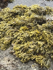 Pelvetiopsis limitata