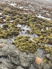 Pelvetiopsis limitata