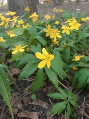 Anemonoides ranunculoides