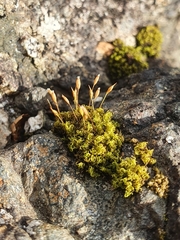 Ptychomitrium polyphyllum