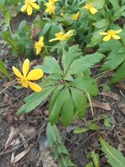 Anemonoides ranunculoides