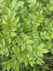Zanthoxylum simulans