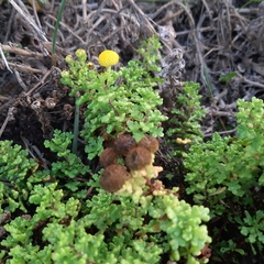 Oncosiphon sabulosus