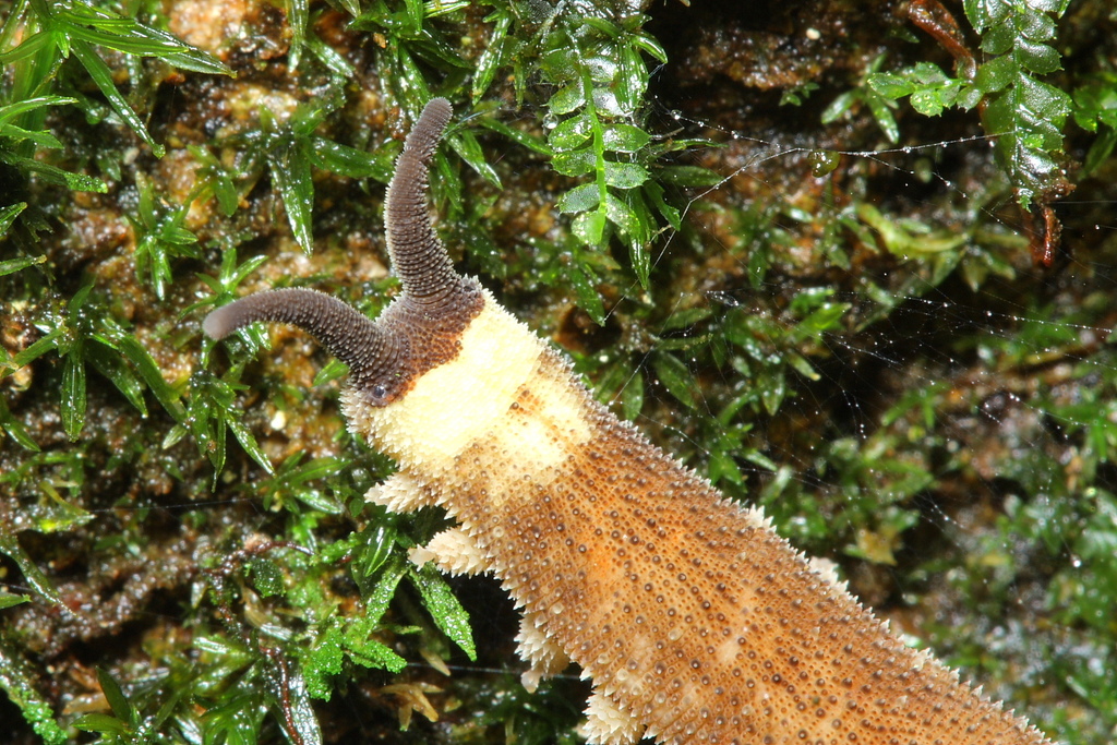 Oroperipatus tiputini