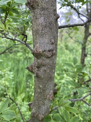 Zanthoxylum simulans