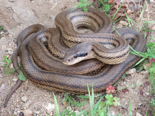 Four-lined Snake, Bulgaria, photo 5 of 10