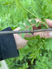 Zanthoxylum simulans