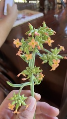 Kalanchoe lanceolata
