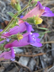 Penstemon heterophyllus