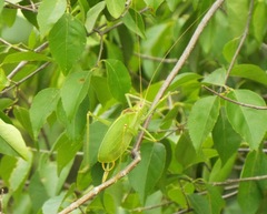 Pterophylla beltrani