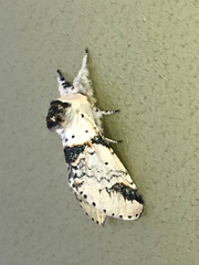 Furcula scolopendrina