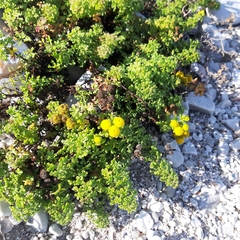 Oncosiphon sabulosus