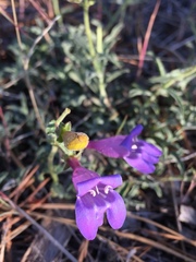 Penstemon heterophyllus