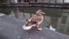 Anas platyrhynchos