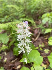 Tiarella nautila