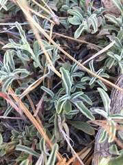 Penstemon heterophyllus
