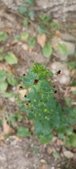 Scrophularia peregrina