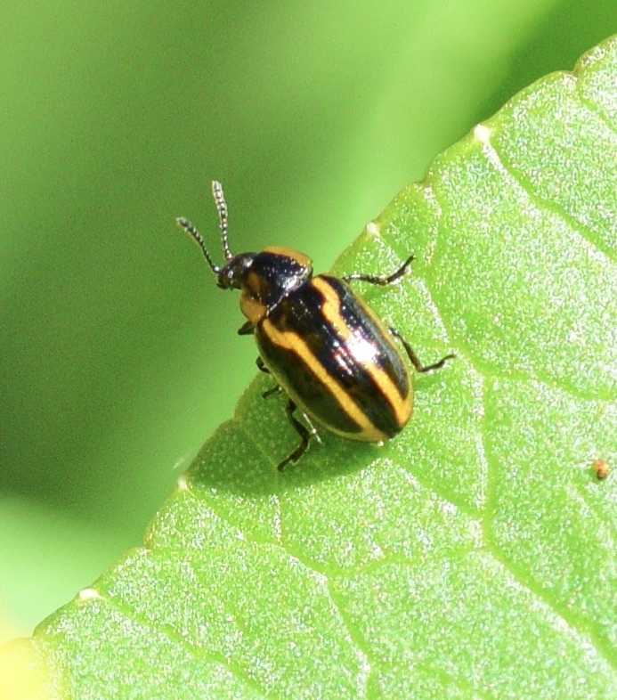 Prasocuris boreella