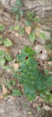 Scrophularia peregrina