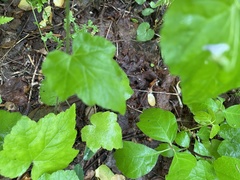 Tiarella nautila