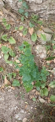Scrophularia peregrina