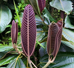 Miconia calvescens