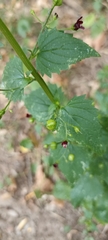 Scrophularia peregrina