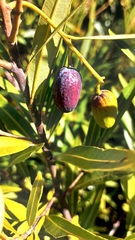 Cryptocarya angustifolia