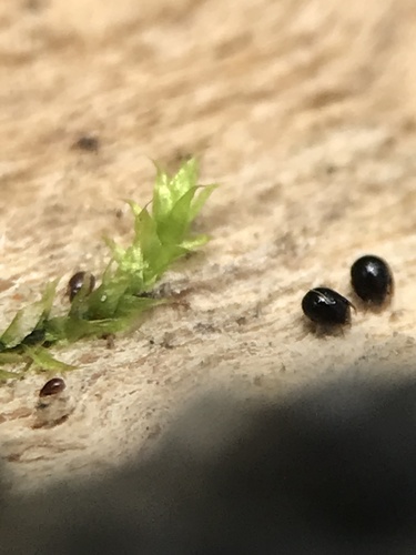 Brunsvigia rautanenii Baker