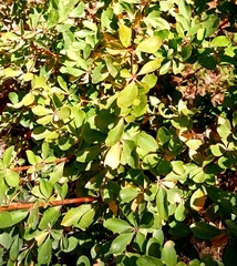 Berberis hispanica