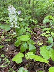 Tiarella nautila