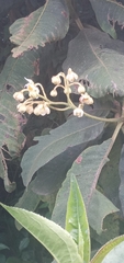 Sparrmannia africana