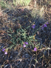 Penstemon heterophyllus