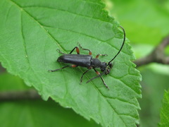 Anoplodera rufipes