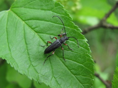 Anoplodera rufipes