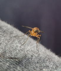 Brachycera